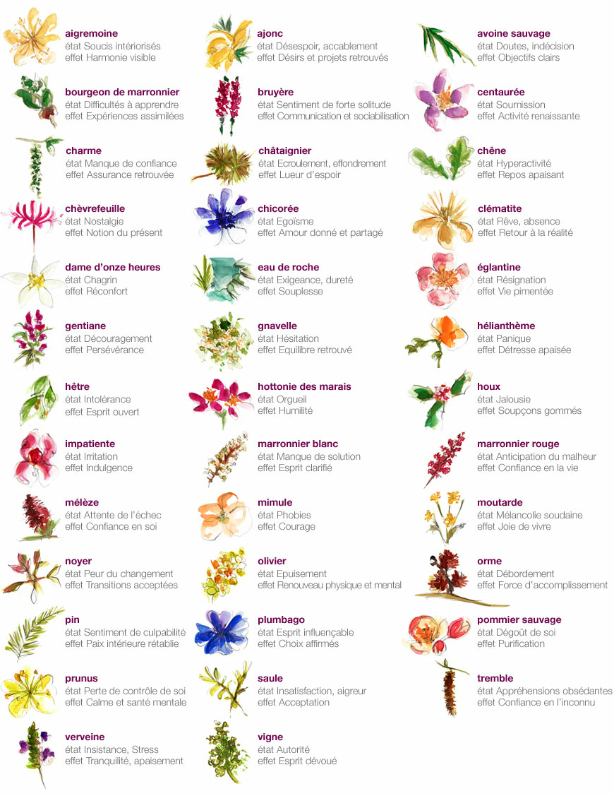 Fleurs de Bach (2)